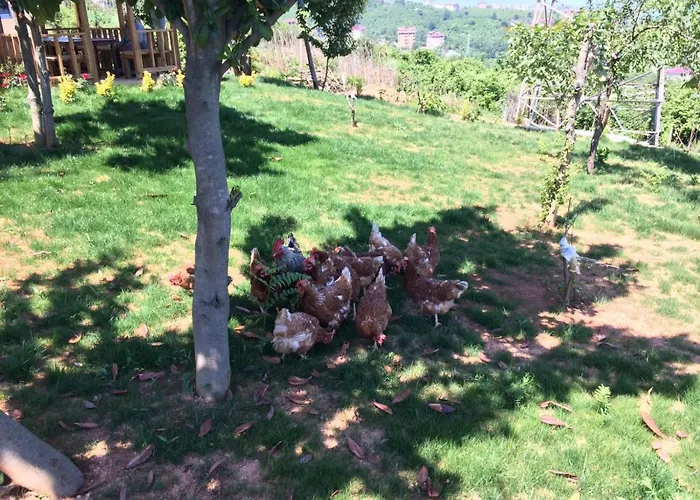 Menekse 2 Τραμπζόν