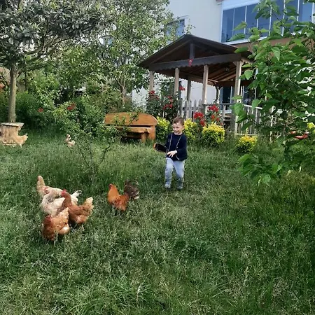 Menekse 2 Trabzon